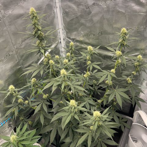 Auto White Widow growlog timeline photo