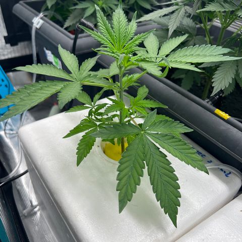 Blue cheese  #1 growlog timeline photo