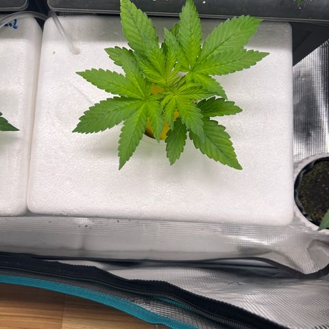 Blue cheese  #2 growlog timeline photo
