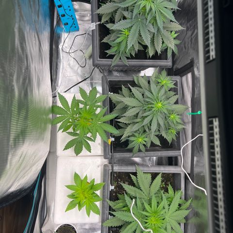 Sativa auto growlog timeline photo