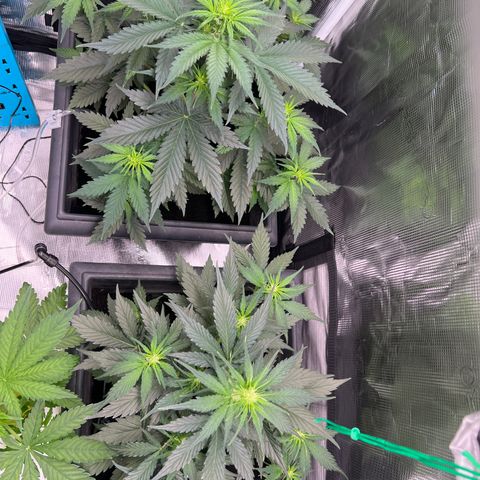 Sativa auto growlog timeline photo