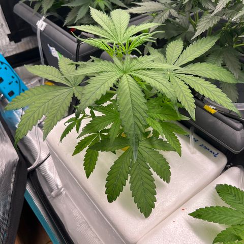 Blue cheese  #1 growlog timeline photo