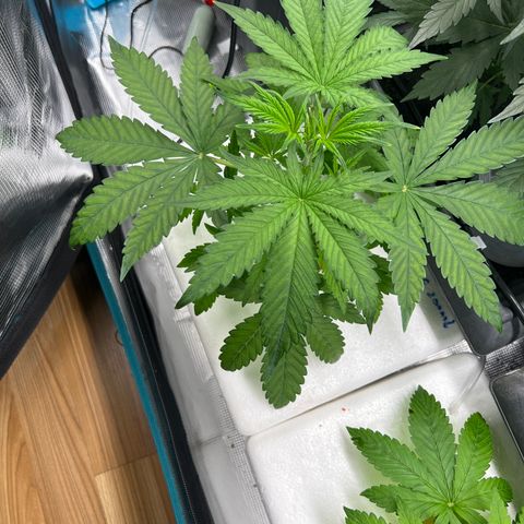 Blue cheese  #1 growlog timeline photo
