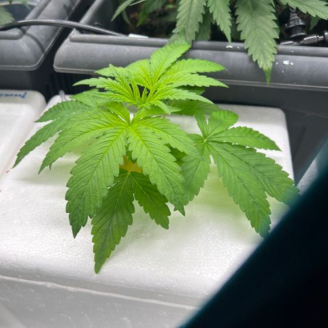 Blue cheese  #2 growlog timeline photo