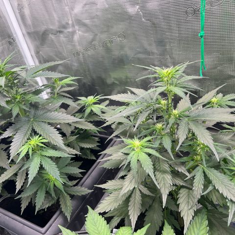 Sativa auto growlog timeline photo