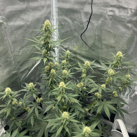 Auto White Widow growlog timeline photo