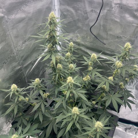 Auto White Widow growlog timeline photo