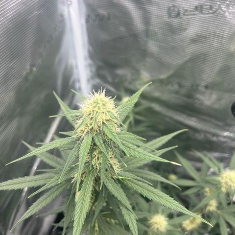 Auto White Widow growlog timeline photo
