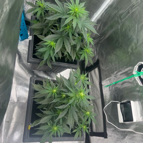 Sativa auto growlog timeline photo