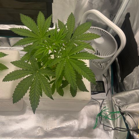 Blue cheese  #1 growlog timeline photo