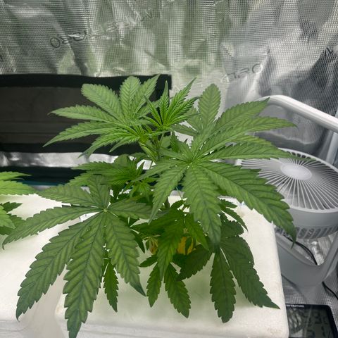 Blue cheese  #1 growlog timeline photo