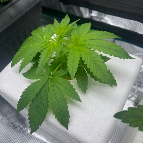 Blue cheese  #2 growlog timeline photo