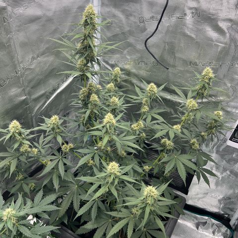 Auto White Widow growlog timeline photo