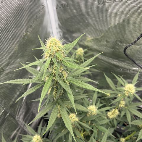 Auto White Widow growlog timeline photo