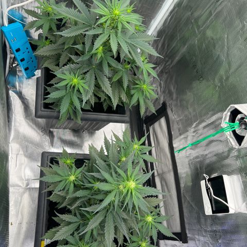 Sativa auto growlog timeline photo