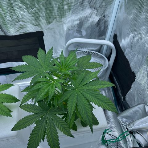 Blue cheese  #1 growlog timeline photo
