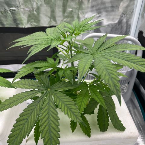 Blue cheese  #1 growlog timeline photo