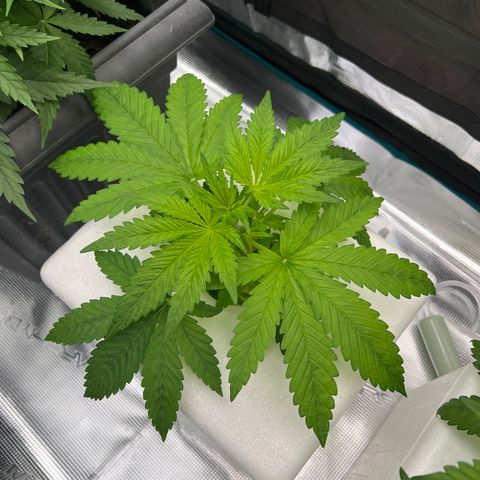 Blue cheese  #2 growlog timeline photo