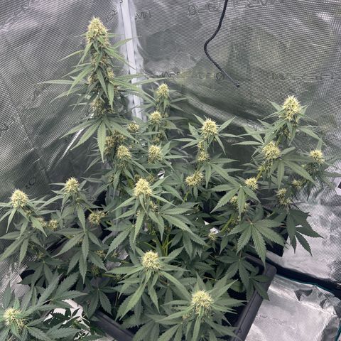 Auto White Widow growlog timeline photo
