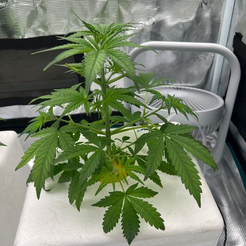 Blue cheese  #1 growlog timeline photo