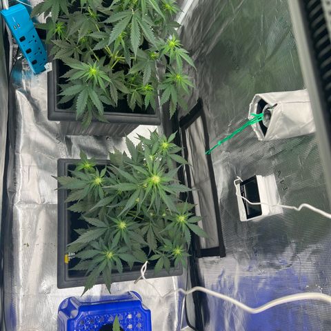 Sativa auto growlog timeline photo