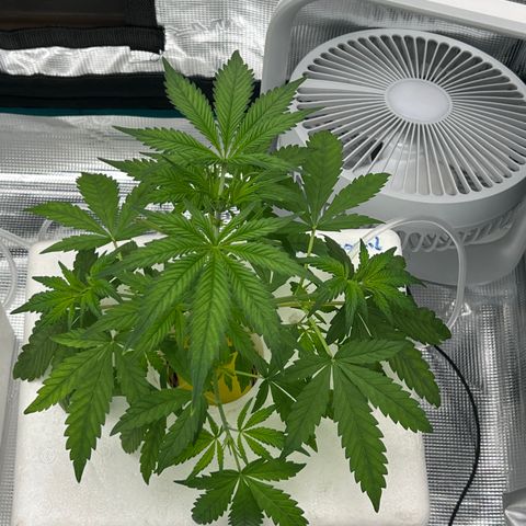 Blue cheese  #1 growlog timeline photo