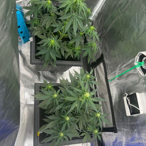 Sativa auto growlog timeline photo