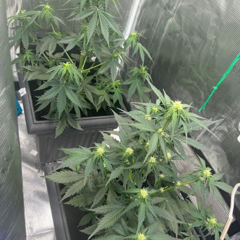 Sativa auto growlog timeline photo
