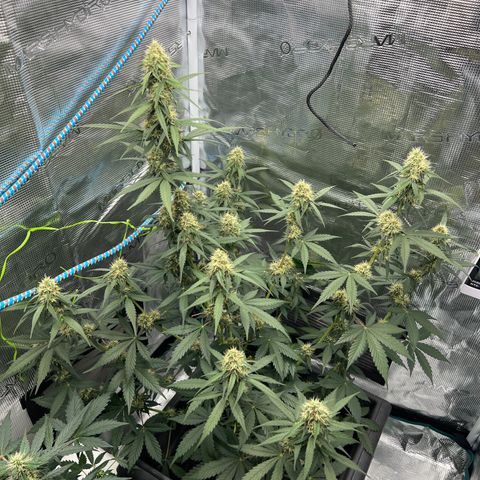 Auto White Widow growlog timeline photo