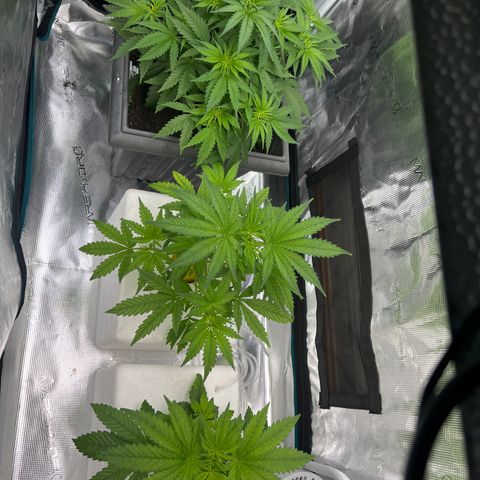 Blue cheese  #1 growlog timeline photo