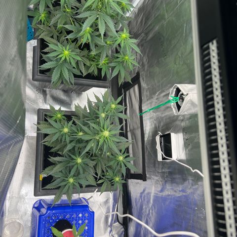 Sativa auto growlog timeline photo