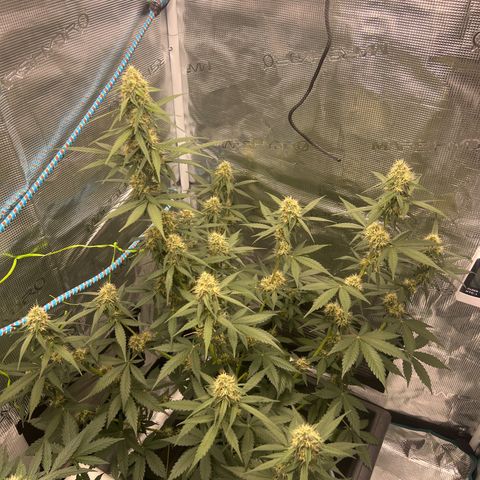 Auto White Widow growlog timeline photo