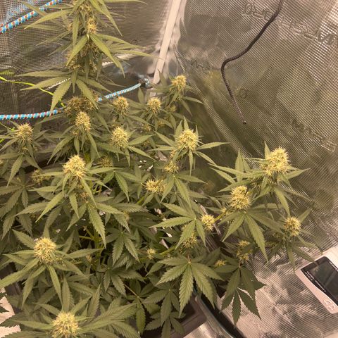 Auto White Widow growlog timeline photo