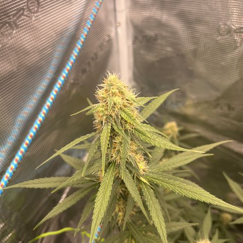 Auto White Widow growlog timeline photo