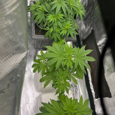 Blue cheese  #1 growlog timeline photo