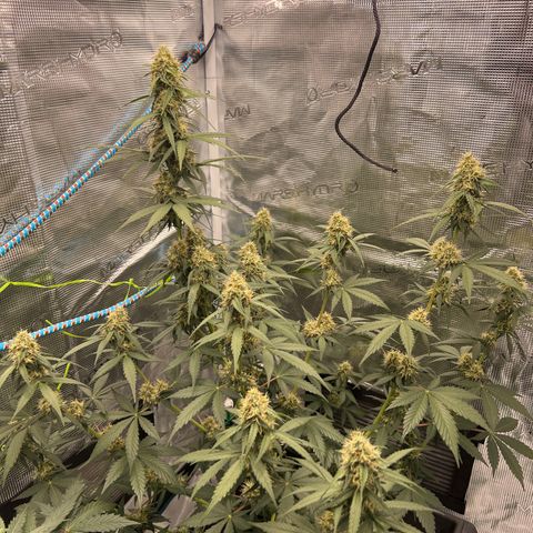 Auto White Widow growlog timeline photo