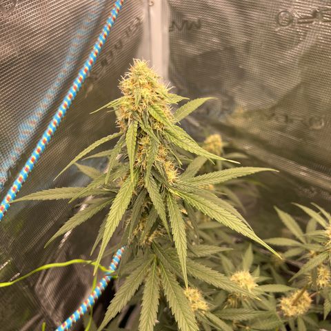 Auto White Widow growlog timeline photo