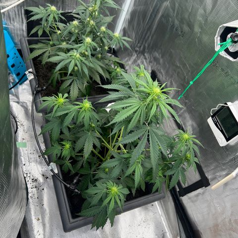 Sativa auto growlog timeline photo