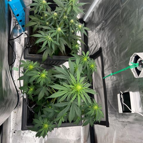 Sativa auto growlog timeline photo