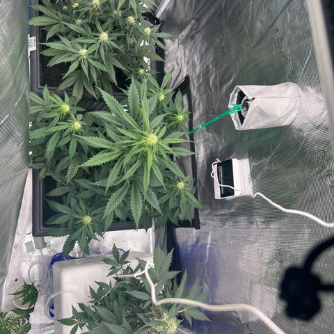 Sativa auto growlog timeline photo