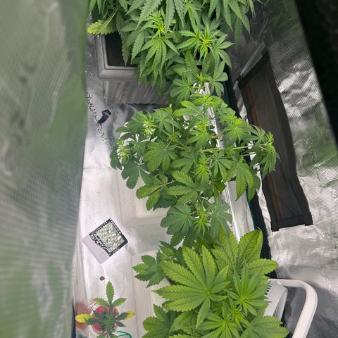 Blue cheese  #1 growlog timeline photo