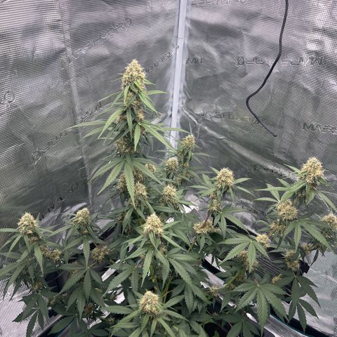 Auto White Widow growlog timeline photo