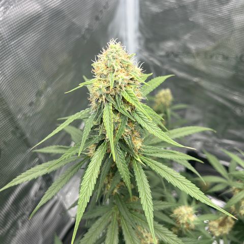 Auto White Widow growlog timeline photo