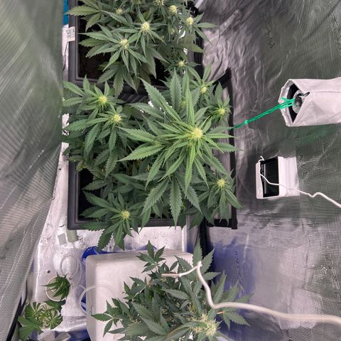 Sativa auto growlog timeline photo