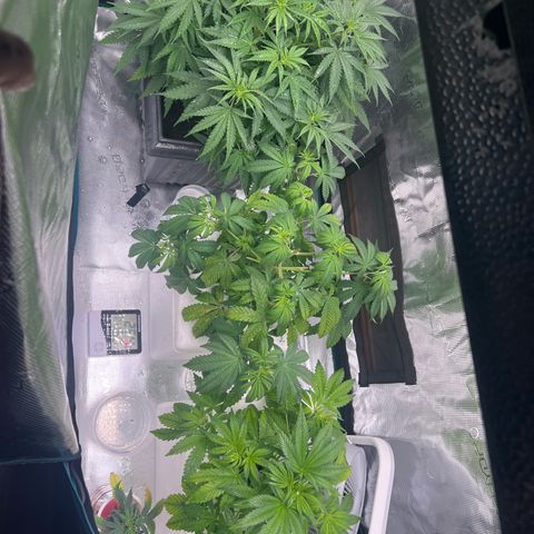 Blue cheese  #1 growlog timeline photo