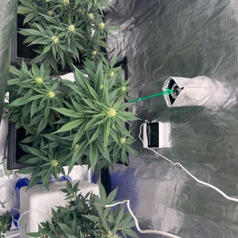 Sativa auto growlog timeline photo