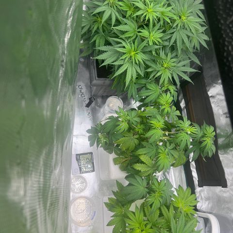 Blue cheese  #2 growlog timeline photo