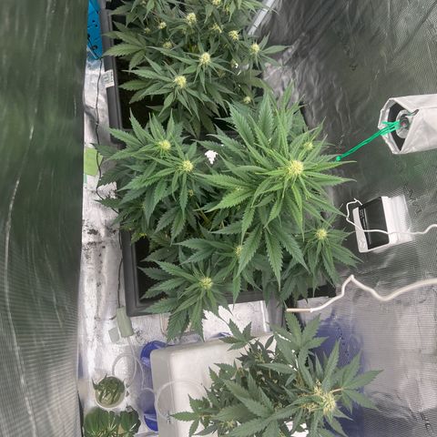 Sativa auto growlog timeline photo