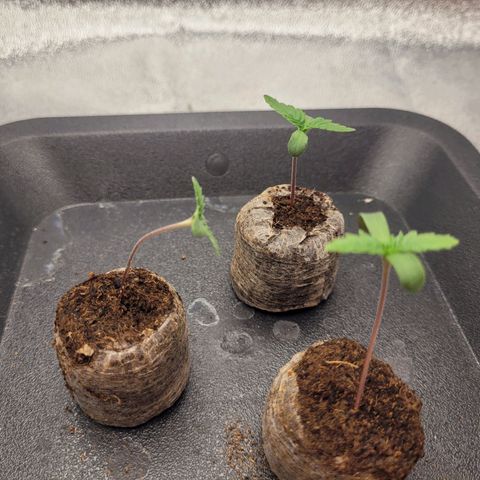 Mimosa 3 growlog timeline photo