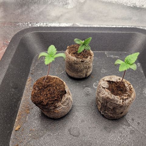 Mimosa 3 growlog timeline photo